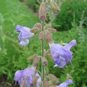 Salvia ringens fleur